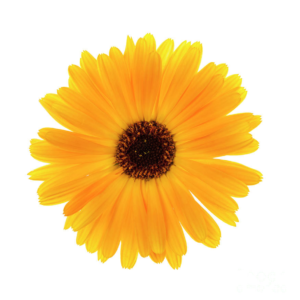 Calendula